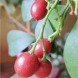Муррайя волотиста "Murraya paniculata" (контейнер Р9)