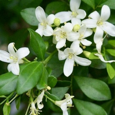 Муррайя волотиста "Murraya paniculata" (контейнер Р9)