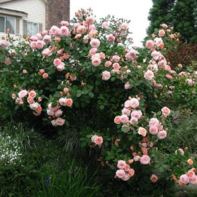 Роза английская "Э Шропшир Лэд" Shropshire Lad