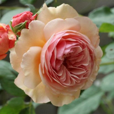 Роза английская "Э Шропшир Лэд" Shropshire Lad