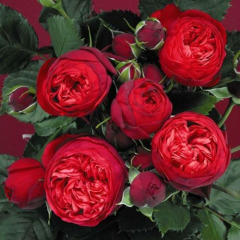 Троянда англійська "Ред піано" Red piano
