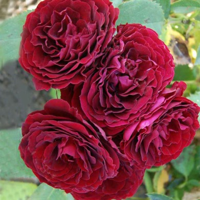 Троянда спрей "Ред Сенсейшен" Red Sensation