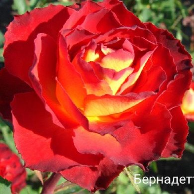Роза чайно-гибридная  "Бернадет" Bernadette