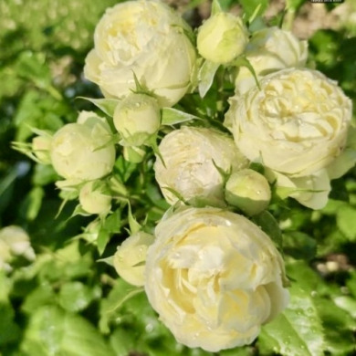 Роза чайно-гибридная "Лемон Пиано" Lemon Piano Роза чайно-гибридная "Лемон Пиано" Lemon Piano