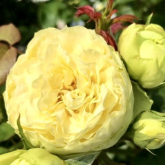 Троянда чайно-гібридна "Лемон Піано" Lemon Piano