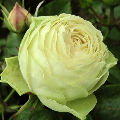 Роза чайно-гибридная "Лемон Пиано" Lemon Piano Роза чайно-гибридная "Лемон Пиано" Lemon Piano