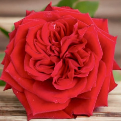 Роза чайно-гибридная "Ред Элеганс" Red Elegance