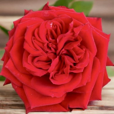 Роза чайно-гибридная "Ред Элеганс" Red Elegance Роза чайно-гибридная "Ред Элеганс" Red Elegance