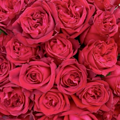 Роза чайно-гибридная "Ред Элеганс" Red Elegance Роза чайно-гибридная "Ред Элеганс" Red Elegance