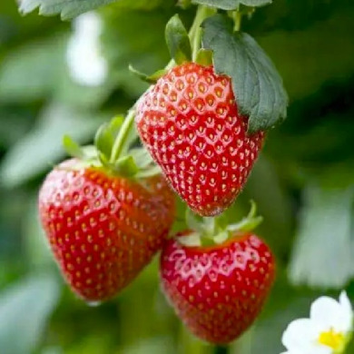 Клубника "Ами" 5 шт (фриго)