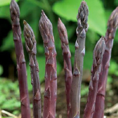 Спаржа фіолетова "Purple"