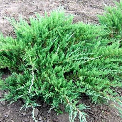Можжевельник средний "Пфитцериана Глаука" Pfitzeriana Glauca D 20-25 (контейнер С3)