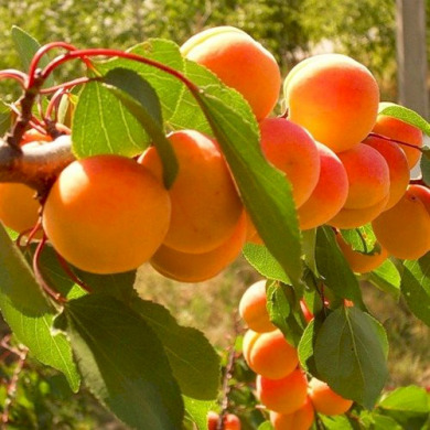 Абрикос "Олимп" (карликовый, низкорослый)