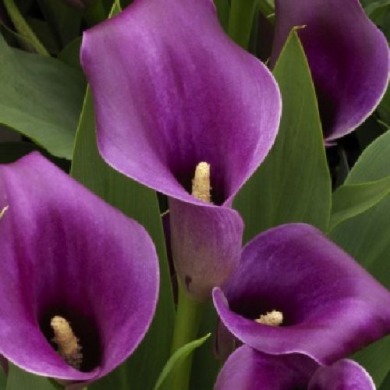 Калла "Purple Sensation"  Калла "Purple Sensation"