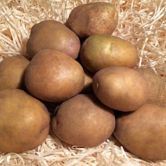 Насіннєва середньорання картопля "Околиця" (Еліта, універсального призначення) 1кг
