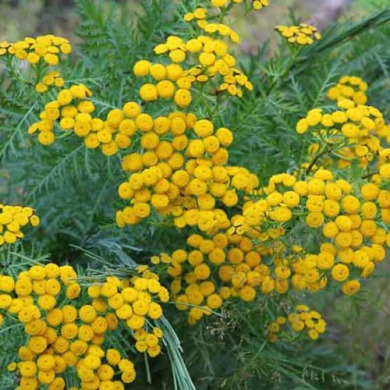 Пижма лекарственная