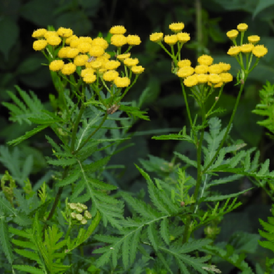 Пижма лекарственная