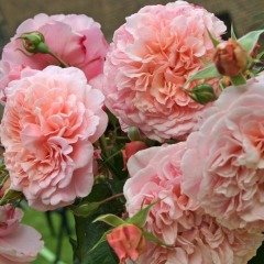 Роза плетистая "Розе де Толбиак" Rose de Tolbiac