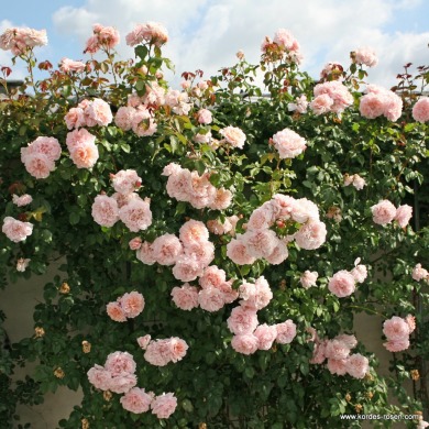 Троянда плетиста "Розе де Толбіак" Rose de Tolbiac