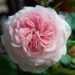 Троянда флорибунда "Марія Терезія" Mariatheresia
