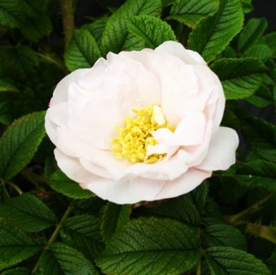 Роза парковая "Хенри Хадсон" Henry Hudson