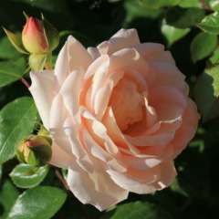 Троянда  шраб "Мартін Гійо" (Martine Guillot)