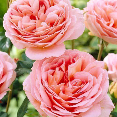 Роза английская "Абрахам Дерби" Abraham Darby