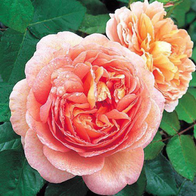 Роза английская "Абрахам Дерби" Abraham Darby