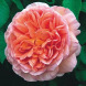 Роза английская "Абрахам Дерби" Abraham Darby