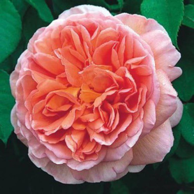 Роза английская "Абрахам Дерби" Abraham Darby