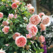 Роза английская "Абрахам Дерби" Abraham Darby