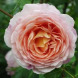Роза английская "Абрахам Дерби" Abraham Darby