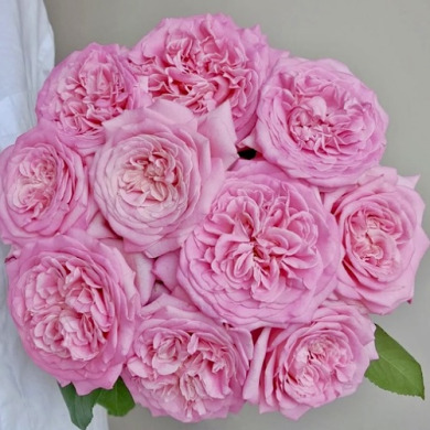 Роза чайно-гибридная "Эшли" Ashley