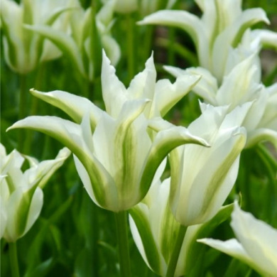 Тюльпан зеленоцветковый "Green Star" 3 шт