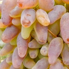 Виноград столовый "Рамзэс"