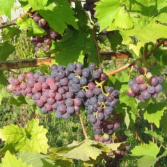 Виноград винный "Мускат Донской"