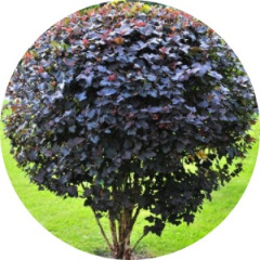 Пузыреплодник