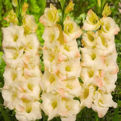 Гладиолус "Ivory Perfection" 3 шт Гладиолус "Ivory Perfection" 3 шт