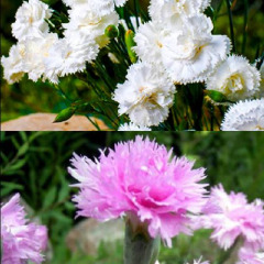 Гвоздика многолетняя МИКС розовая / белая(закрытый корень)