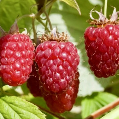 Малина "Тула меджик" 