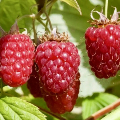 Малина "Тула меджик" Малина "Тула меджик"