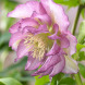 Морозник "Double Ellen Pink" (закрытый корень)