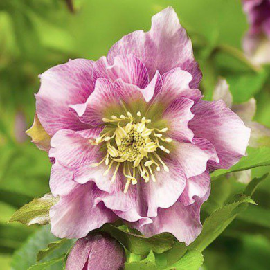 Морозник "Double Ellen Pink" (закрытый корень)