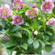 Морозник "Double Ellen Pink" (закрытый корень)
