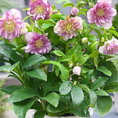 Морозник "Double Ellen Pink" (закрытый корень)