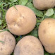 Семенной среднеспелый картофель "Медея" (1 репродукция, универсального назначения) 20 кг