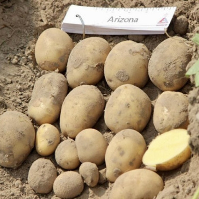 Семенной среднеспелый картофель "Аризона" (1 репродукция, универсального назначения) 20 кг