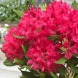 Рододендрон "Нова Зембла" Nova Zembla (закрытый корень)