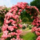 Роза плетиста "Розаріум Ютерсен" (Rosarium Uetersen) ⭐Ексклюзив⭐