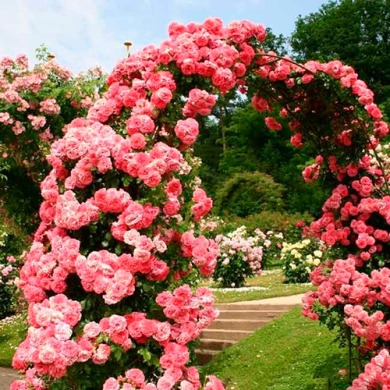 Роза плетиста "Розаріум Ютерсен" (Rosarium Uetersen) ⭐Ексклюзив⭐